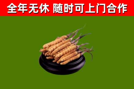 吉木萨尔县烟酒回收冬虫夏草.jpg